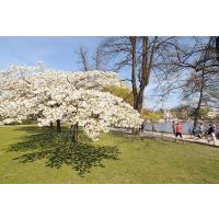 1030_6400 bluehende Kirschen im Hamburger Fruehling. | Bilder vom Fruehling in Hamburg; Vol. 1